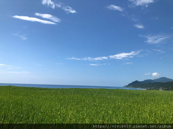 圓圓家出去玩-《花蓮景點》新社無邊際梯田，寬闊視野，藍天下的綠色稻浪，最佳打卡景點