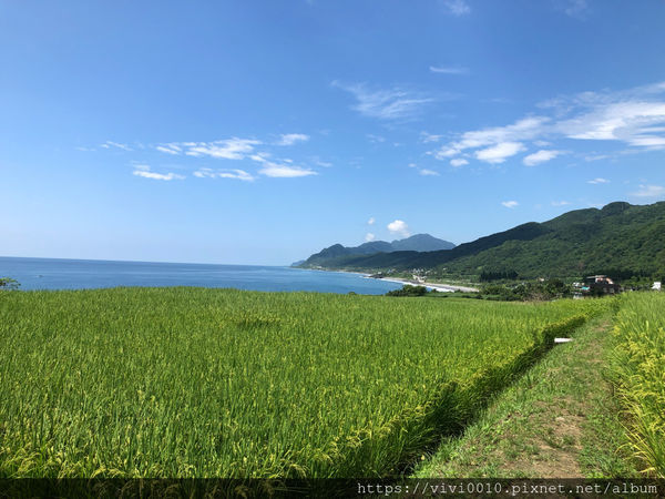 圓圓家出去玩-《花蓮景點》新社無邊際梯田，寬闊視野，藍天下的綠色稻浪，最佳打卡景點
