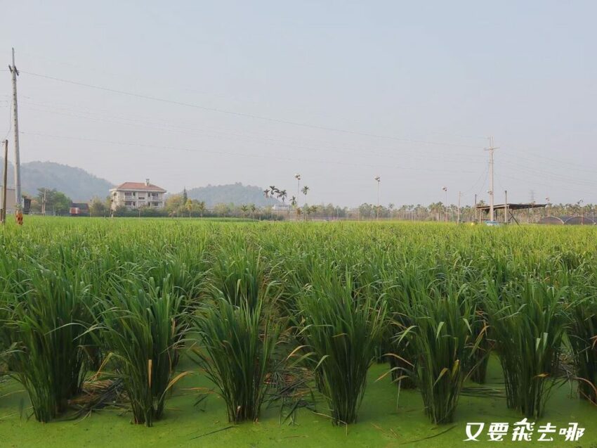 【南投埔里住宿】眉溪曉莊田園風民宿，綠意盎然的禪意莊園(家庭房/包棟皆可)