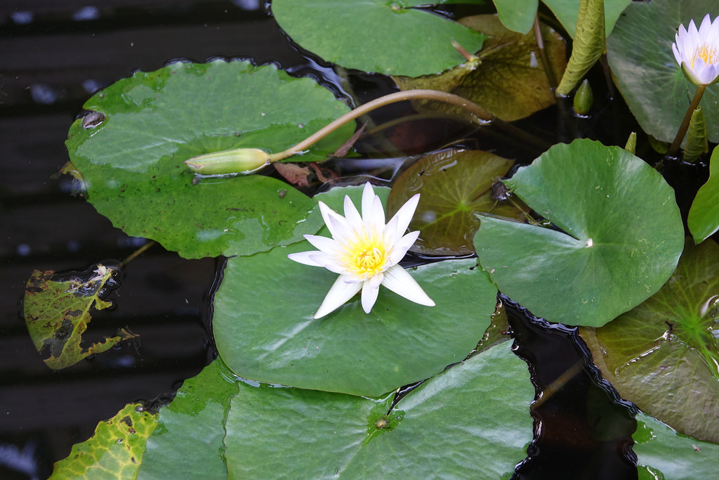 20171021_日月潭花火節 (333)