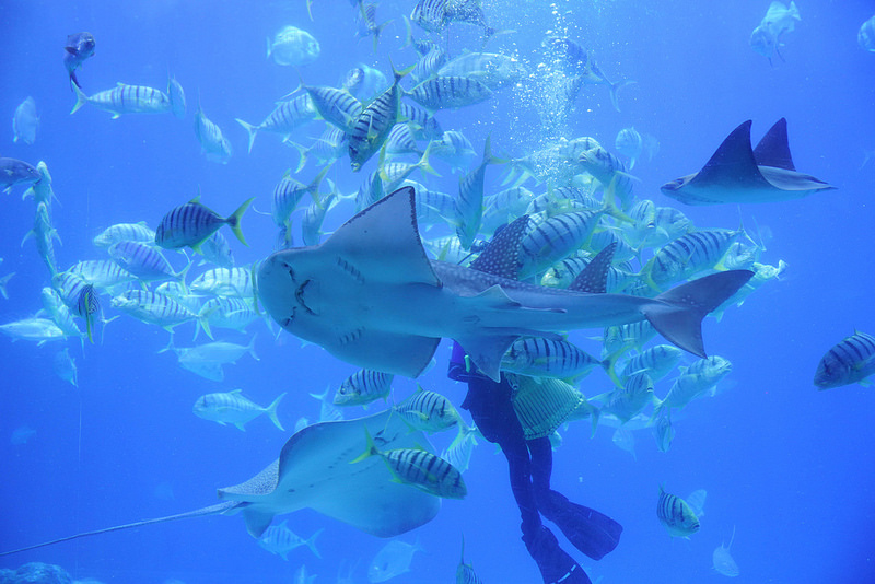 海生館夜宿 (253)