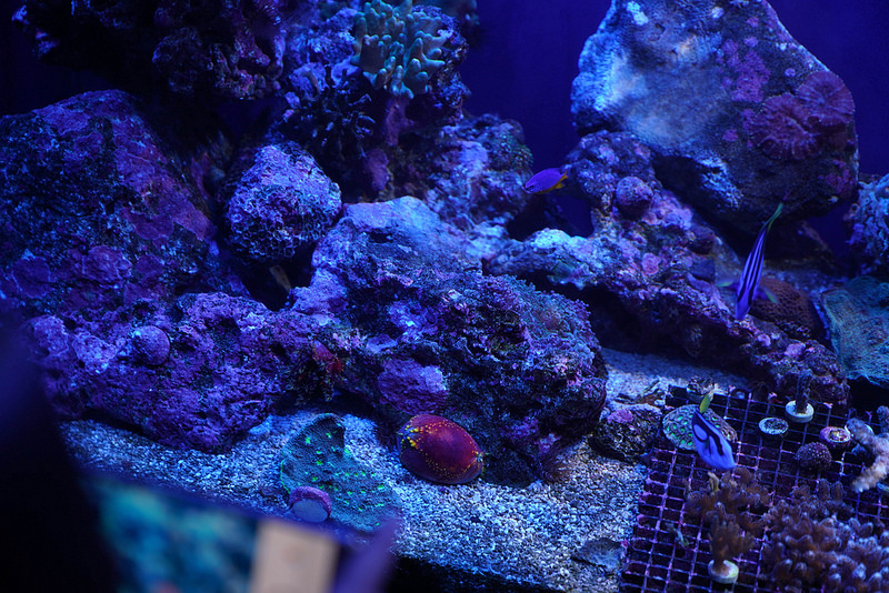 海生館夜宿 (96)