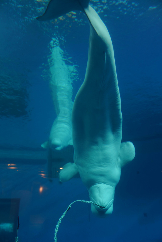 海生館夜宿 (80)