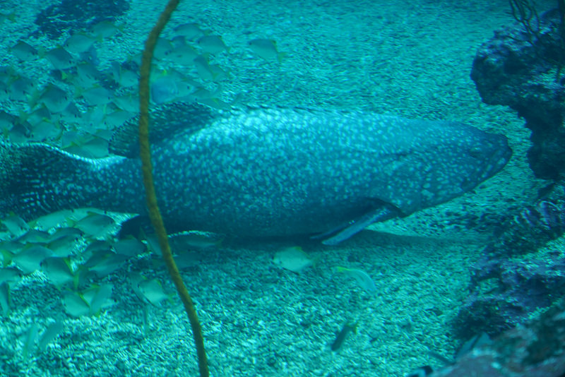 海生館夜宿 (52)