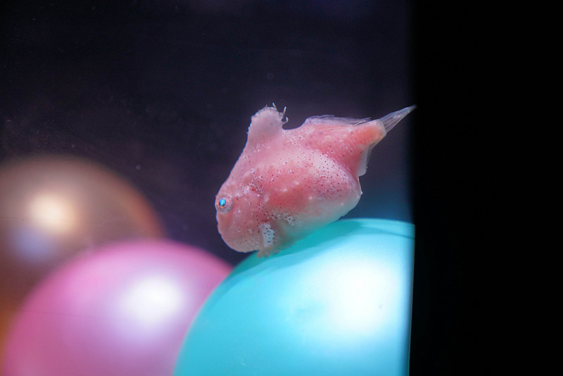 海生館夜宿 (154)