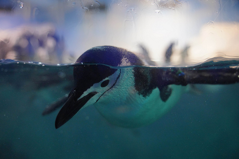 海生館夜宿 (165)
