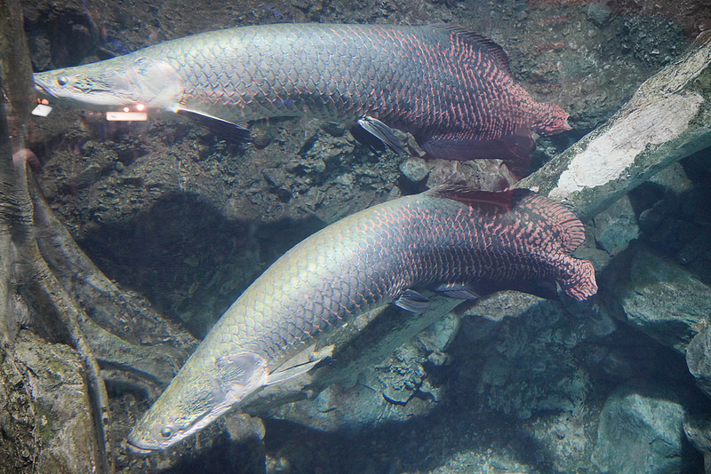 海生館夜宿 (132)