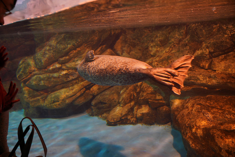 海生館夜宿 (139)