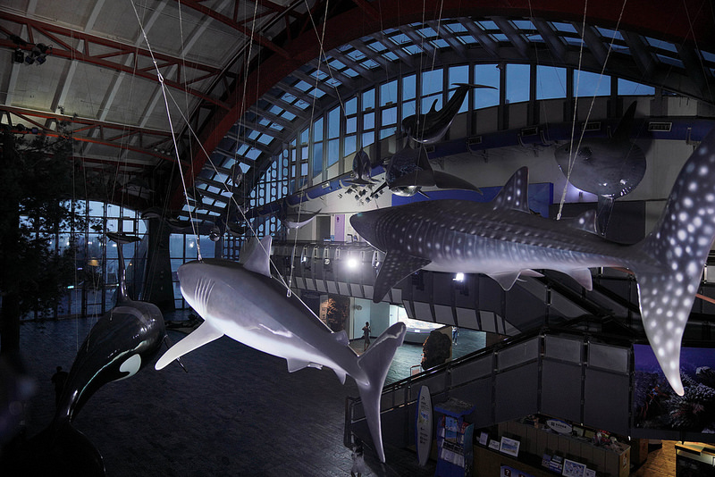 海生館夜宿 (194)