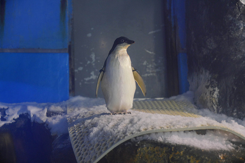 海生館夜宿 (157)