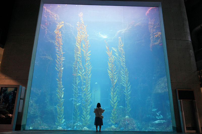 海生館夜宿 (213)