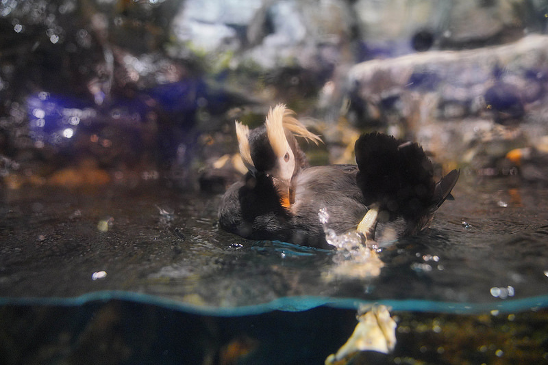 海生館夜宿 (173)