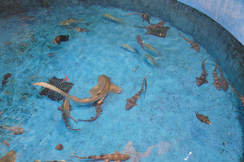 海生館夜宿 (117)