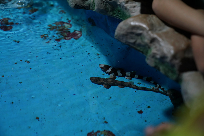 海生館夜宿 (99)