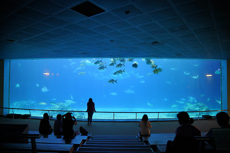 海生館夜宿 (221)