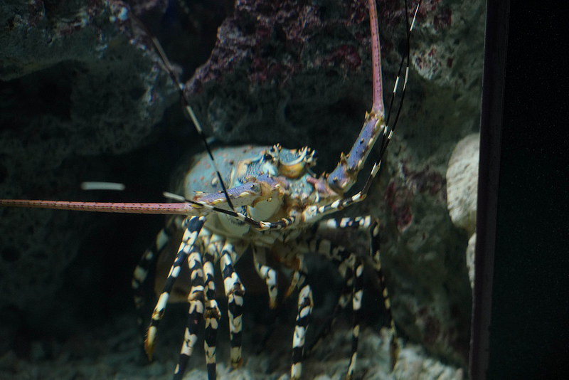 海生館夜宿 (32)