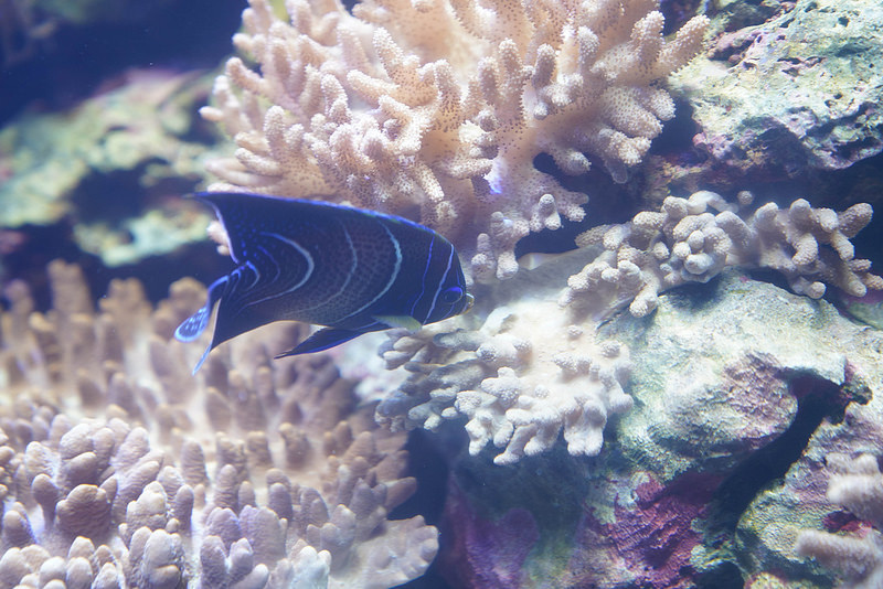 海生館夜宿 (46)