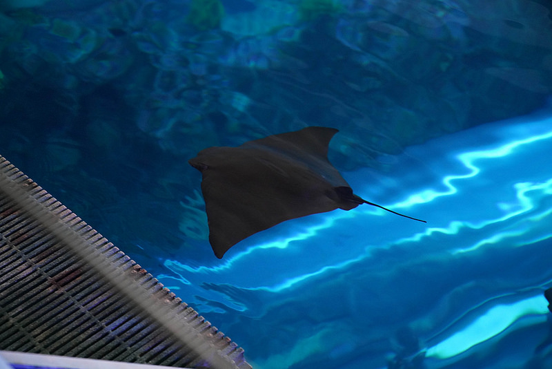 海生館夜宿 (94)