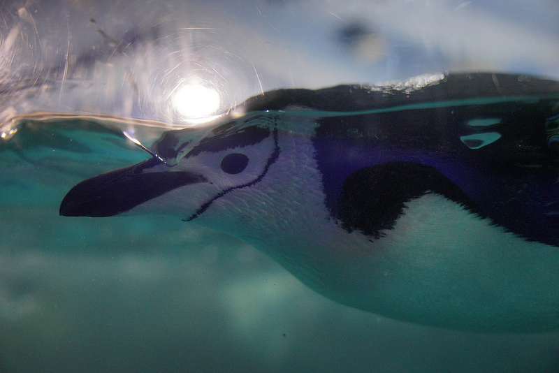 海生館夜宿 (169)