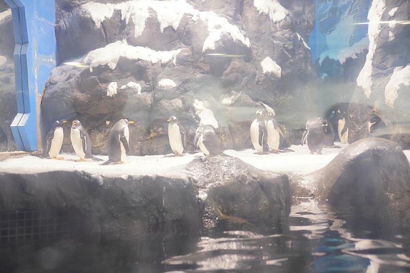 海生館夜宿 (158)