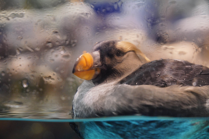 海生館夜宿 (176)