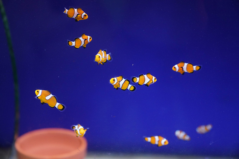 海生館夜宿 (102)