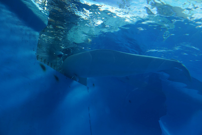 海生館夜宿 (60)