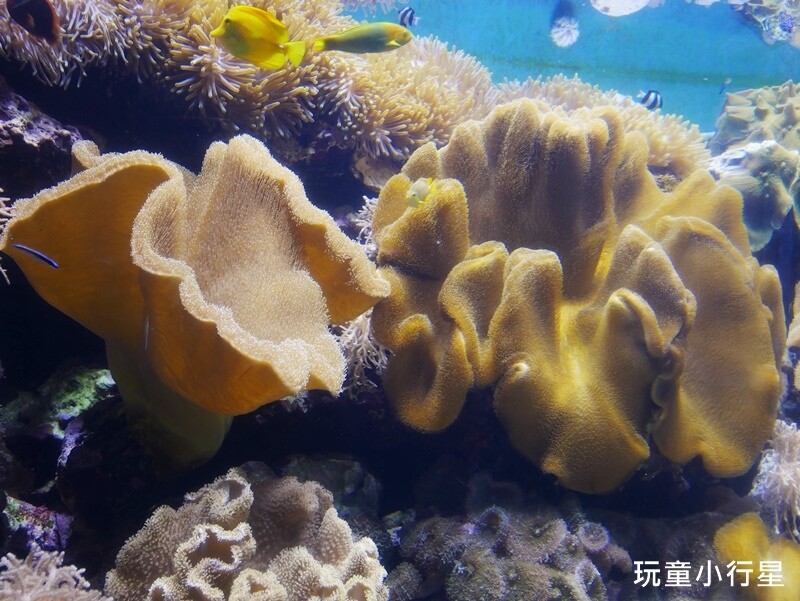 屏東室內景點｜海生館｜屏東玩水