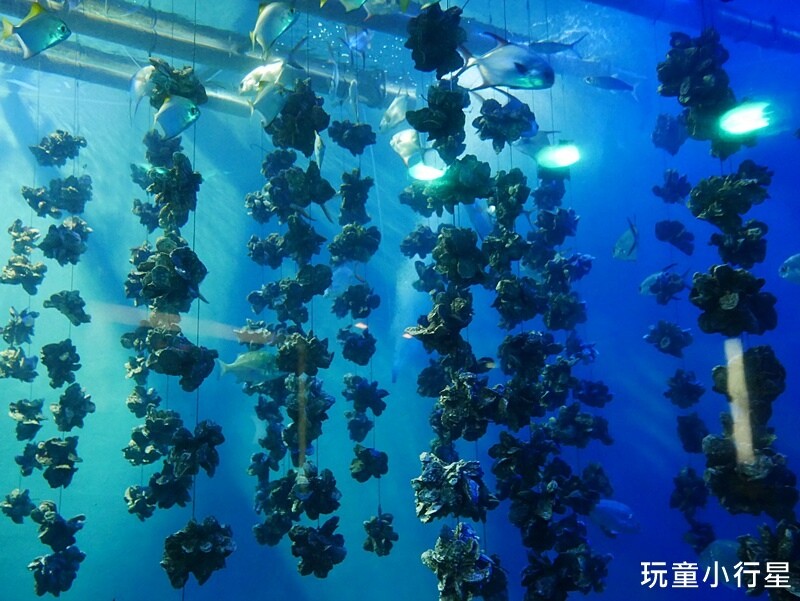 屏東室內景點｜海生館｜屏東玩水