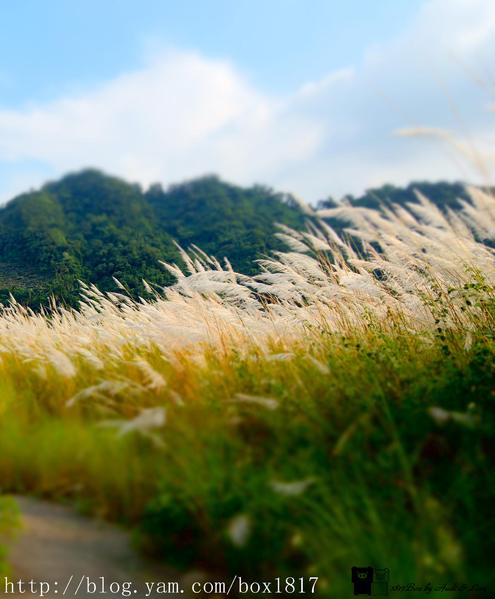 【台中。和平】白浪花隨風搖曳。山間水湄賞秋芒