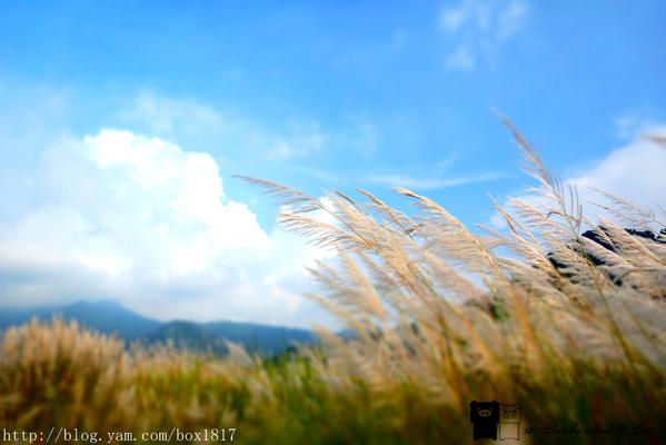 【台中。和平】白浪花隨風搖曳。山間水湄賞秋芒
