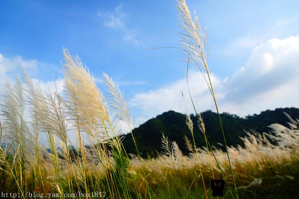 【台中。和平】白浪花隨風搖曳。山間水湄賞秋芒