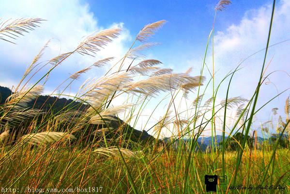 【台中。和平】白浪花隨風搖曳。山間水湄賞秋芒