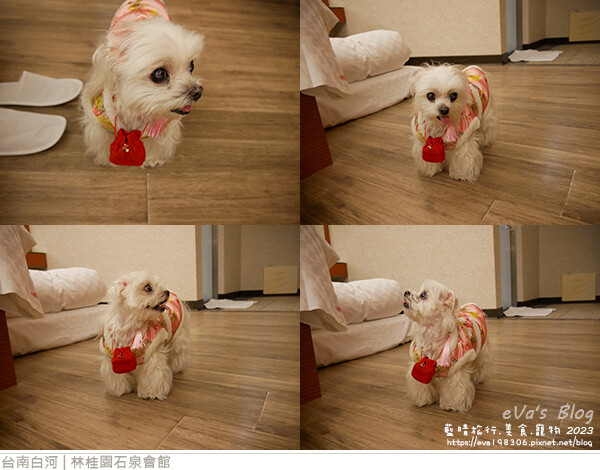 【台南住宿】林桂園石泉會館(寵物友善溫泉會館)，獨房獨戶環境舒適寧靜很有渡假氣氛，顏色如泥水的泥漿溫泉