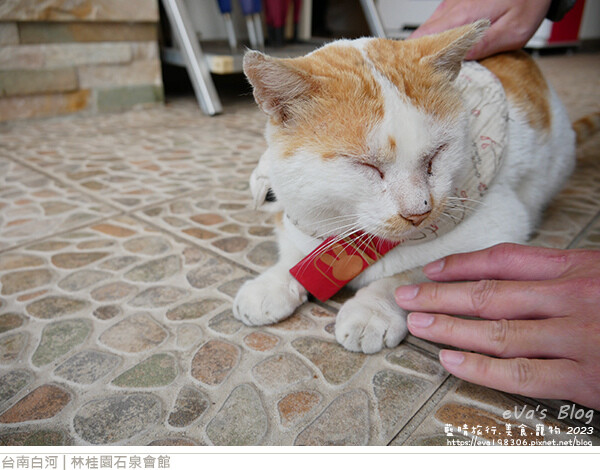 【台南住宿】林桂園石泉會館(寵物友善溫泉會館)，獨房獨戶環境舒適寧靜很有渡假氣氛，顏色如泥水的泥漿溫泉