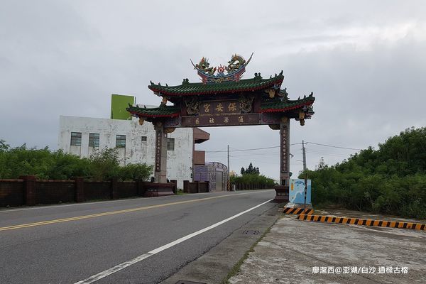 【澎湖/白沙】通樑古榕