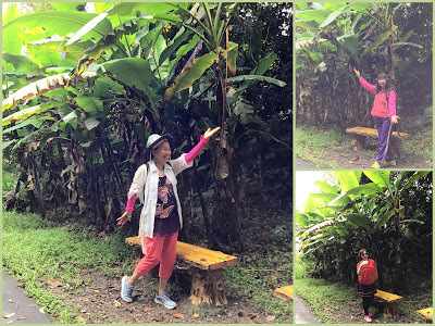 桃園景點[百吉步道] 善妹好友半日遊；林蔭密布，芬多精瀰漫，好走、好拍、好悠閒