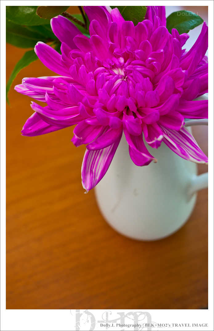 田尾│菁芳園～讓人迷醉的歐洲風情畫