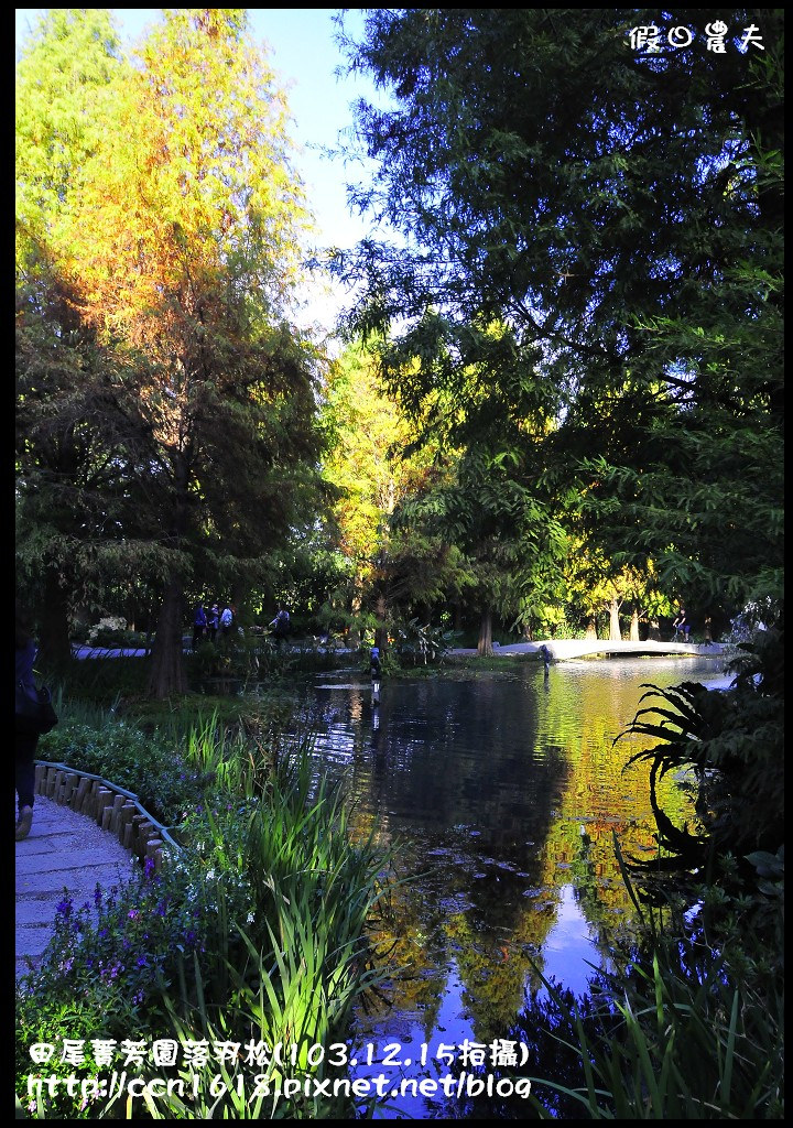 田尾菁芳園落羽松_DSC8969 田尾菁芳園落羽松_DSC8969