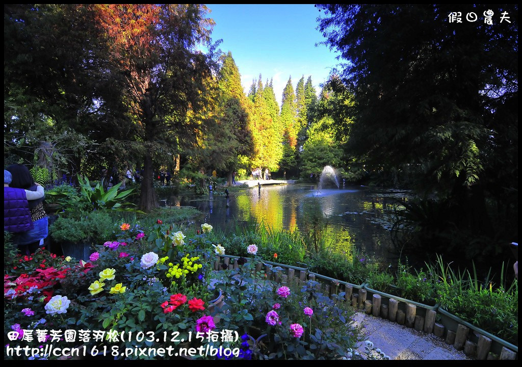 田尾菁芳園落羽松_DSC8965 田尾菁芳園落羽松_DSC8965