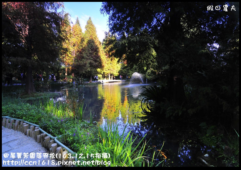 田尾菁芳園落羽松_DSC8966 田尾菁芳園落羽松_DSC8966