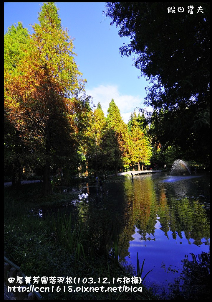田尾菁芳園落羽松_DSC8941 田尾菁芳園落羽松_DSC8941
