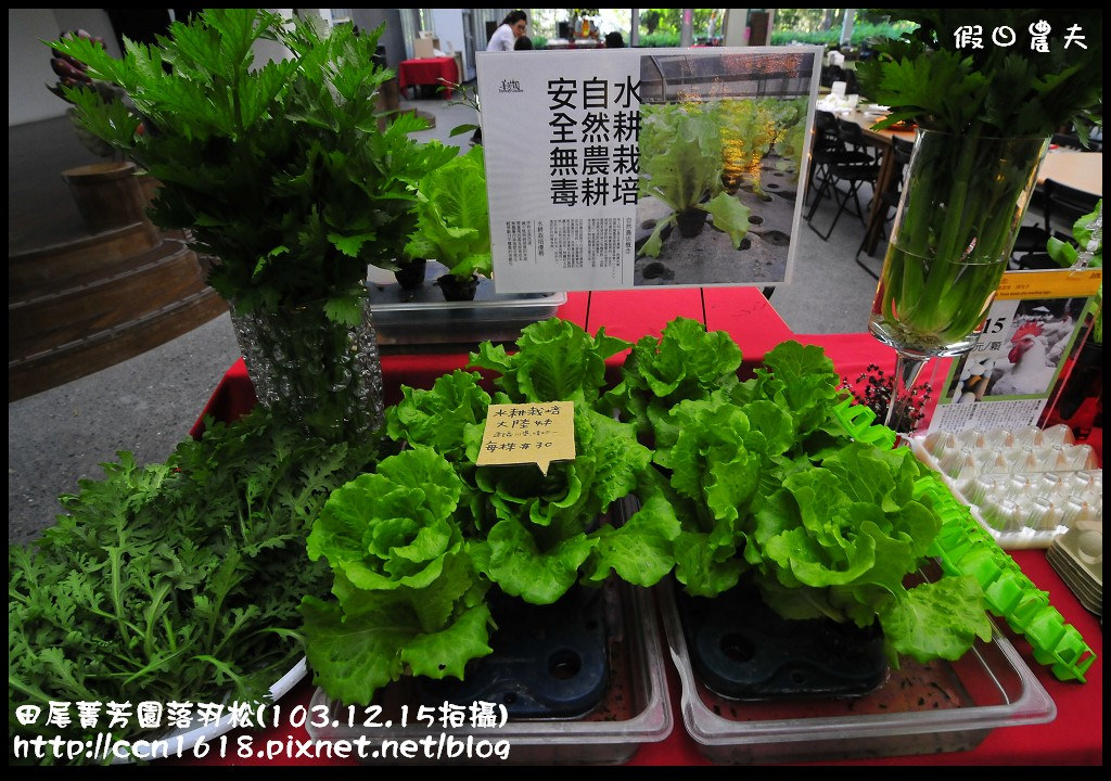 田尾菁芳園落羽松_DSC8947 田尾菁芳園落羽松_DSC8947