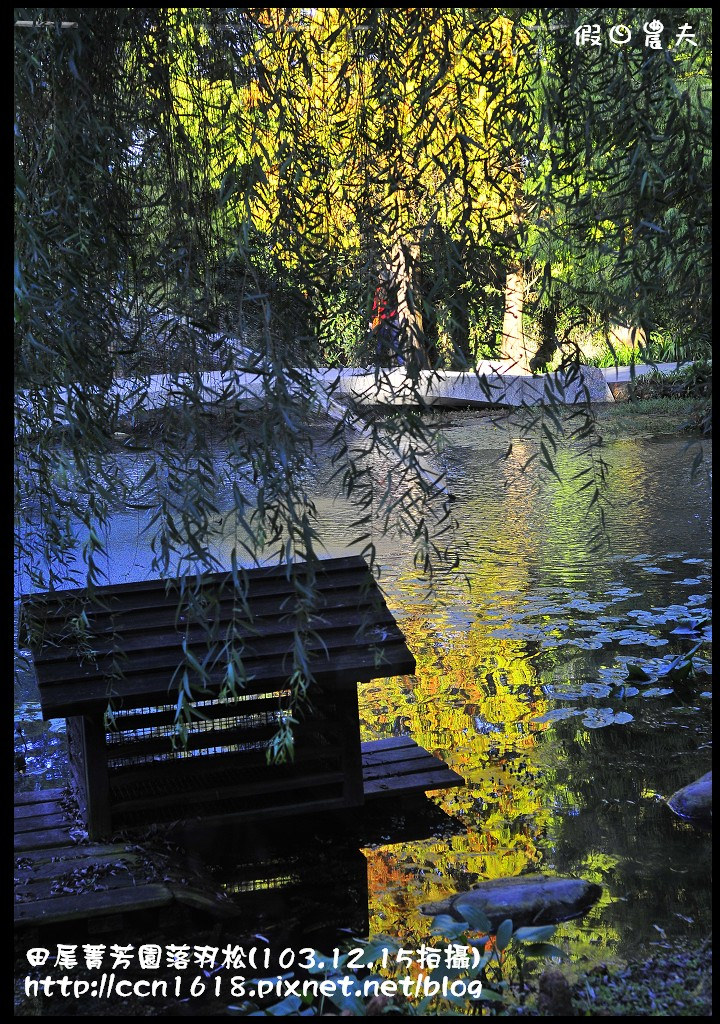田尾菁芳園落羽松_DSC9019 田尾菁芳園落羽松_DSC9019