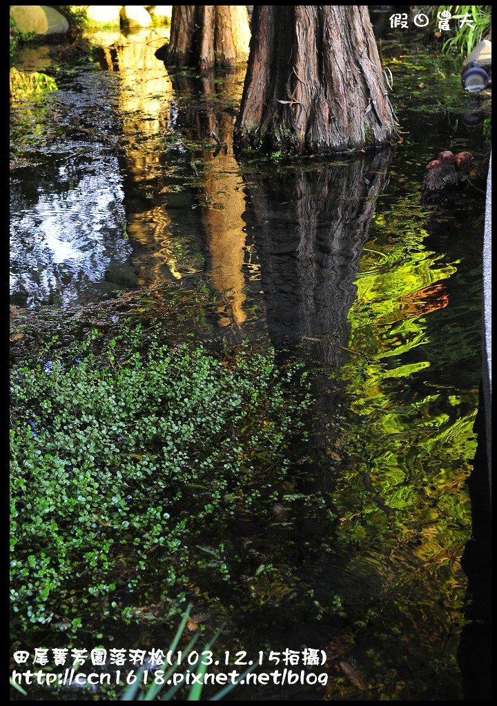 田尾菁芳園落羽松_DSC9039 田尾菁芳園落羽松_DSC9039