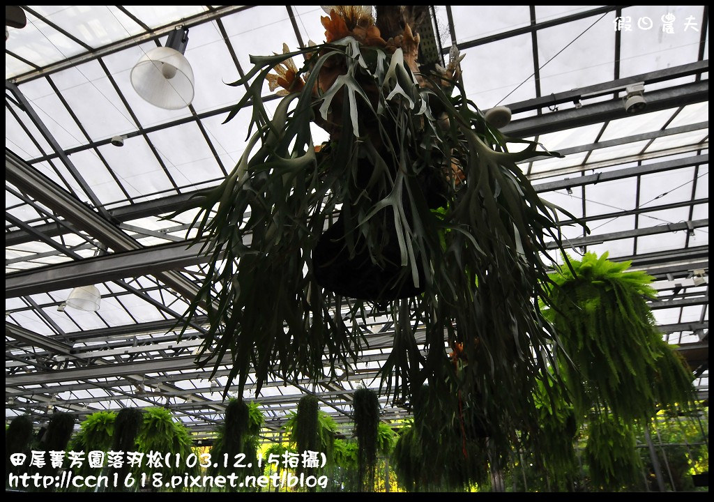 田尾菁芳園落羽松_DSC8948 田尾菁芳園落羽松_DSC8948