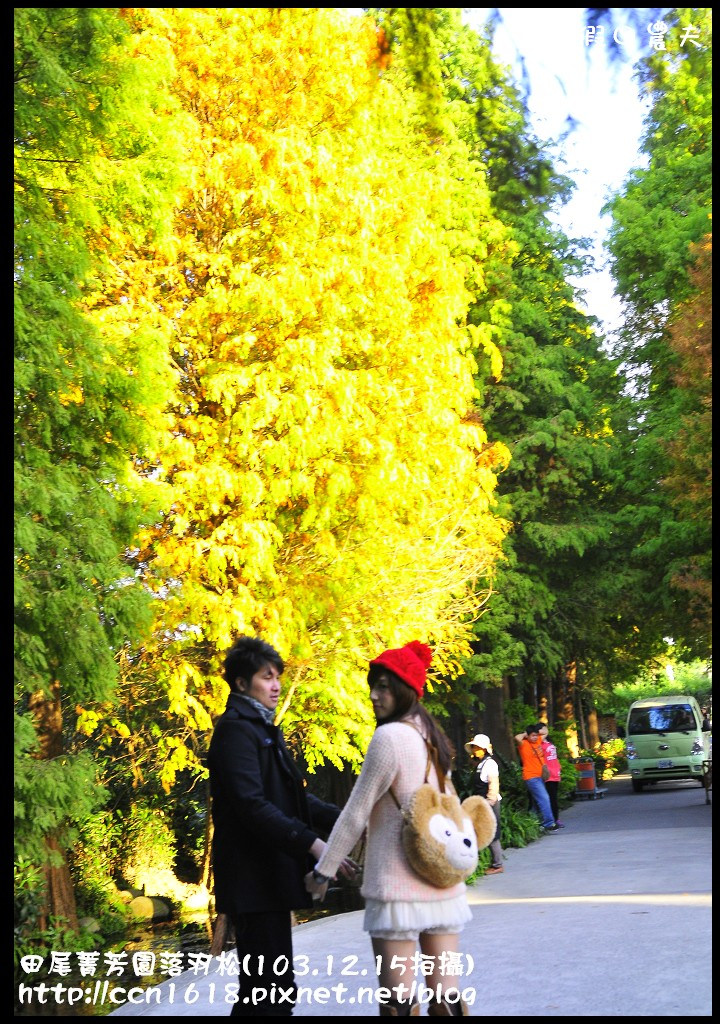 田尾菁芳園落羽松_DSC9032 田尾菁芳園落羽松_DSC9032