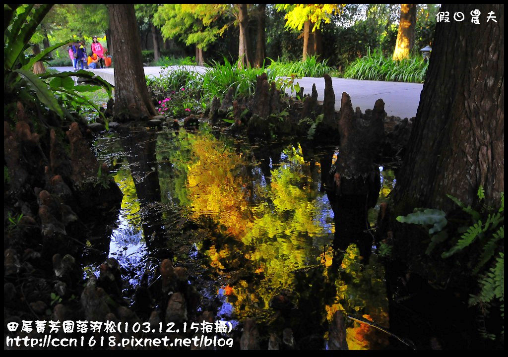 田尾菁芳園落羽松_DSC9055 田尾菁芳園落羽松_DSC9055