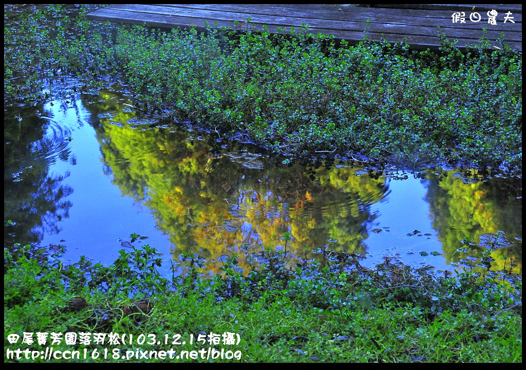 田尾菁芳園落羽松_DSC9010 田尾菁芳園落羽松_DSC9010