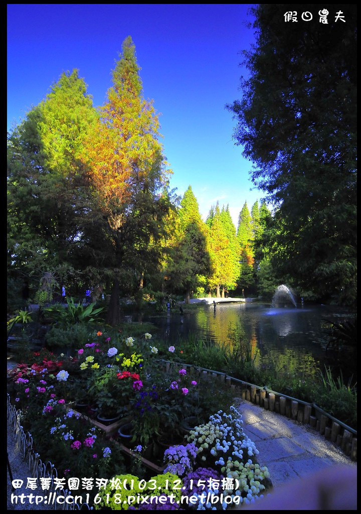 田尾菁芳園落羽松_DSC8983 田尾菁芳園落羽松_DSC8983